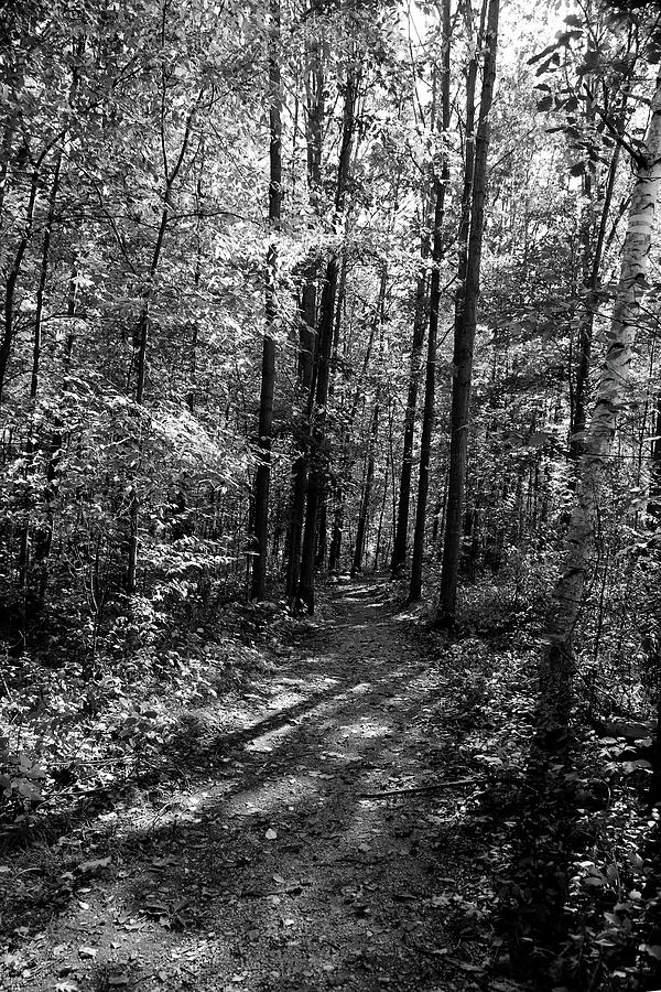 Sunny Day Forest Path BW Photograph by Mary Bedy