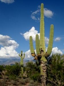Saguaro Photograph - Sunny Day by Audrey Kanekoa-Madrid Saguaro Photograph - Sunny Day by Audrey Kanekoa-Madrid