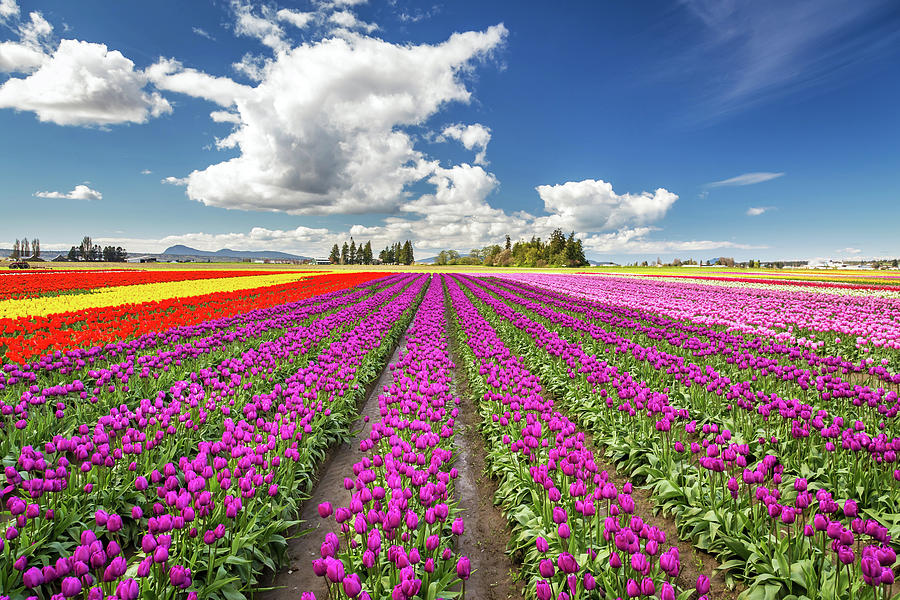 Sunny day in the tulip field Photograph by Pierre Leclerc Photography