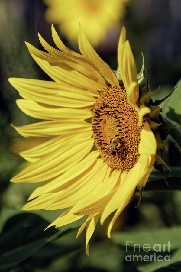 Sunny Day Sunflower Photograph by Natural Focal Point Photography