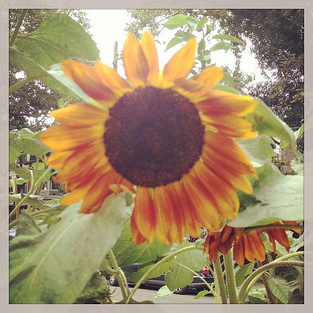 Sunny Day Sunflower #westphillyflora Photograph by Danielle Farmer