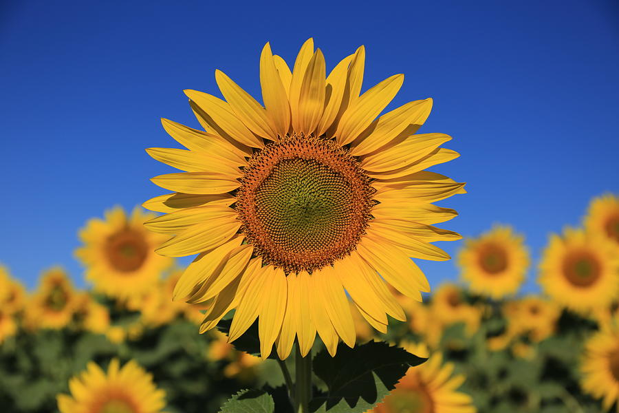 Sunny day sunflowers Photograph by Lynn Hopwood