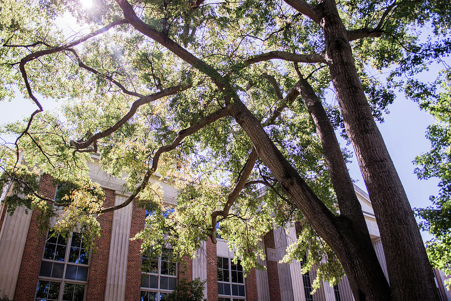 University Of Georgia Photograph - Sunny Days at UGA by Parker Cunningham