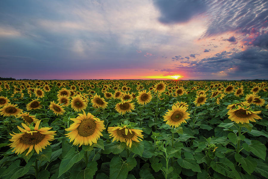 Sunset Photograph - Sunny Disposition  by Aaron J Groen