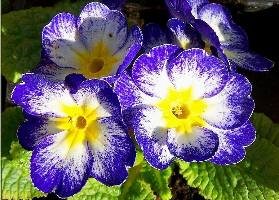 Sunny Faced Primroses Photograph by Dina Sierra - Fine Art America