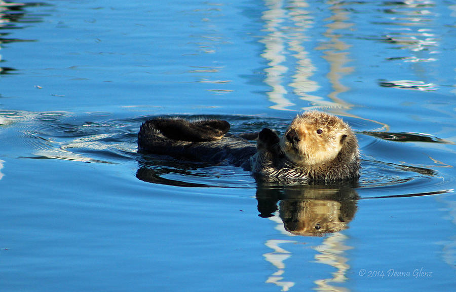 Sunny Faced Sea Otter Photograph by Deana Glenz