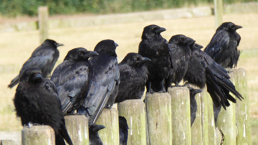 A Murder of Crows 