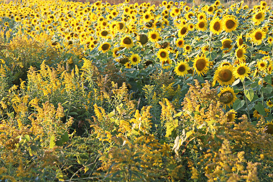 Sunflower Photograph - Sunny Field by Mark  France
