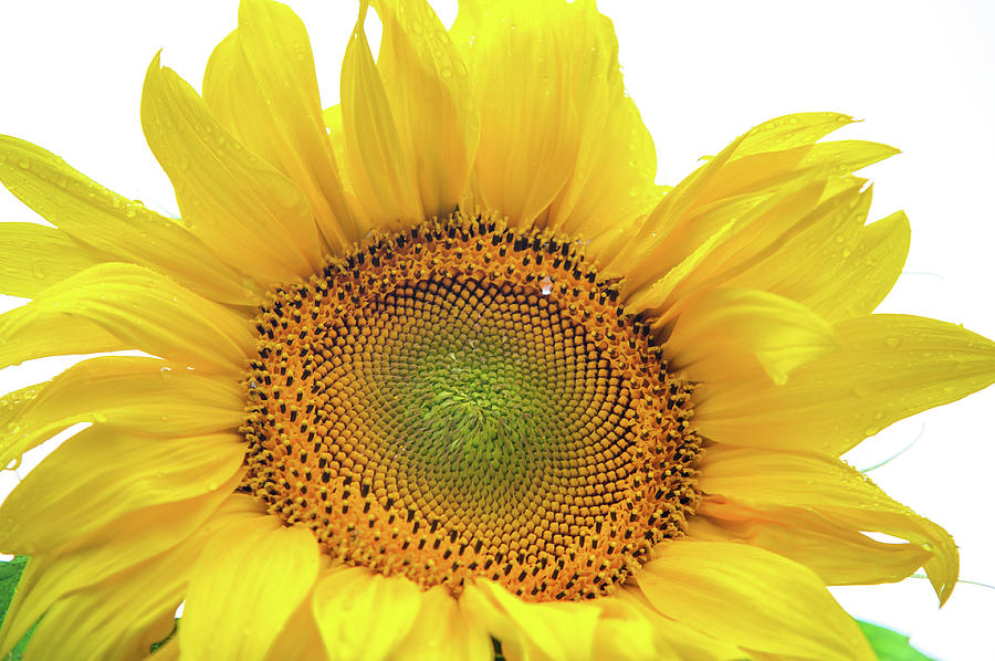 Sunny Flower 1 Photograph by Jenny Rainbow