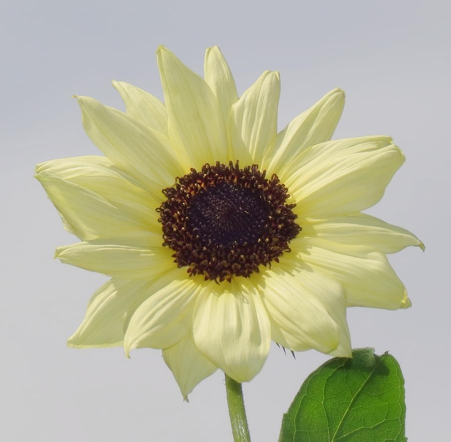 Sunny Flower - Sunflower Photograph by MTBobbins Photography