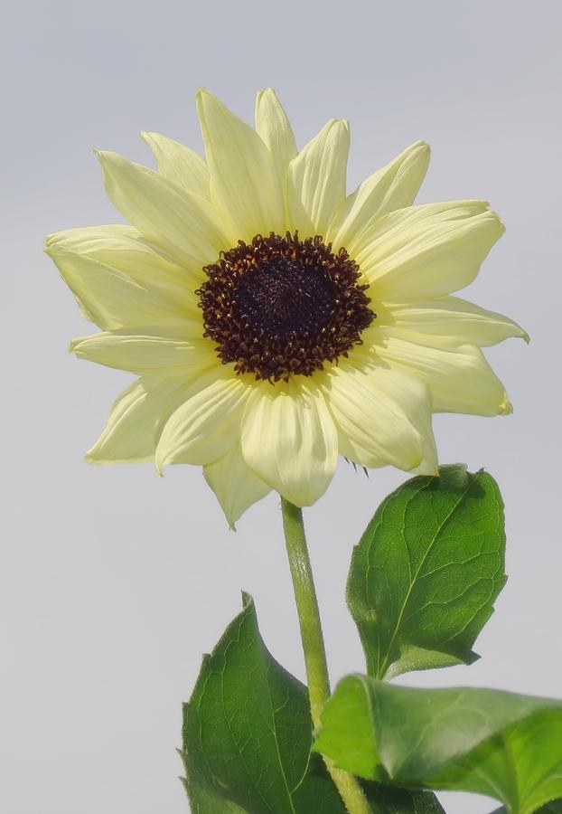Sunny Flower with Leaves - Sunflower Photograph by MTBobbins Photography