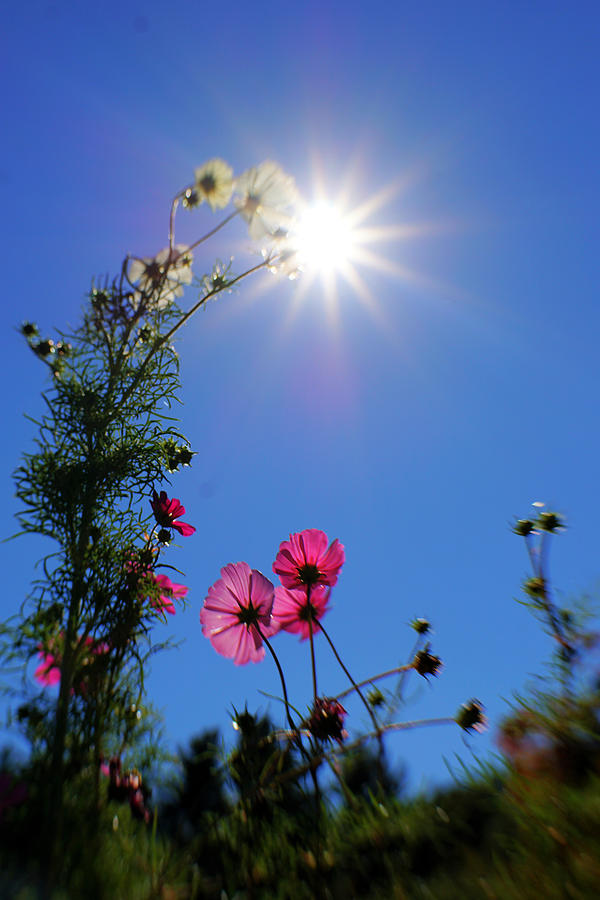 Sunny flowers Photograph by Lilia S