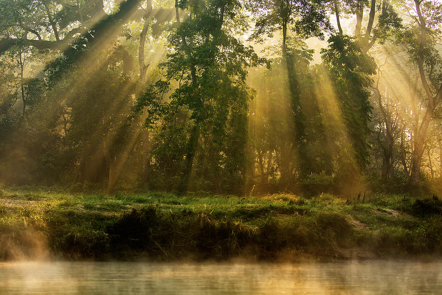 Sunny Forest Early In The Morning Photograph by Dan Mirica