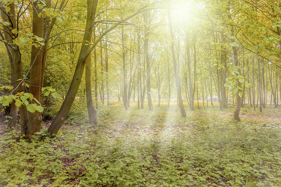 Sunny forest with sun rays Photograph by Miroslav Nemecek
