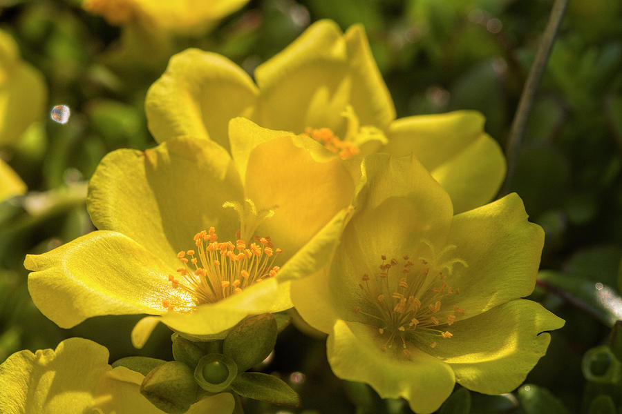 Sunny Golden Purslane Blossoms Photograph by Kathy Clark