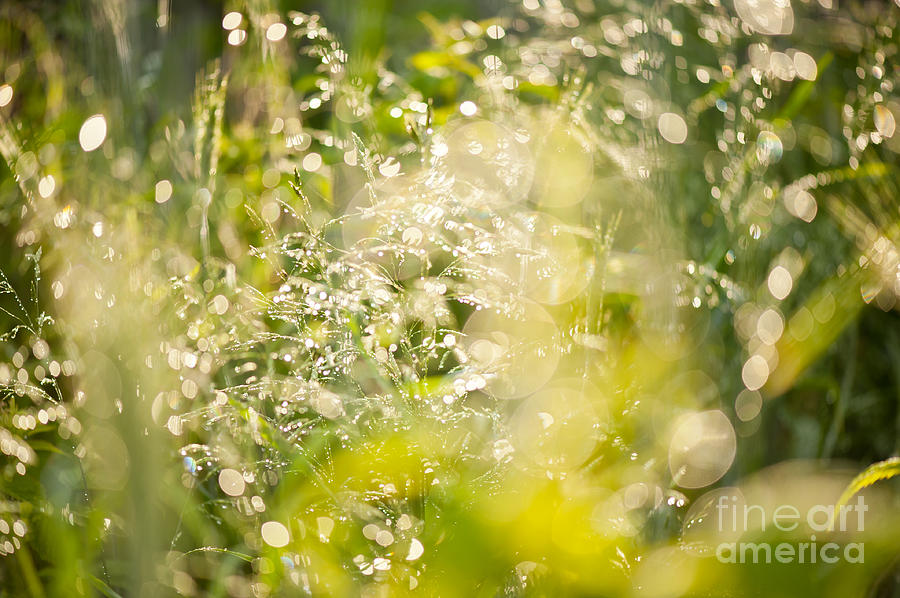 Sunny grass after the rain Photograph by Arletta Cwalina