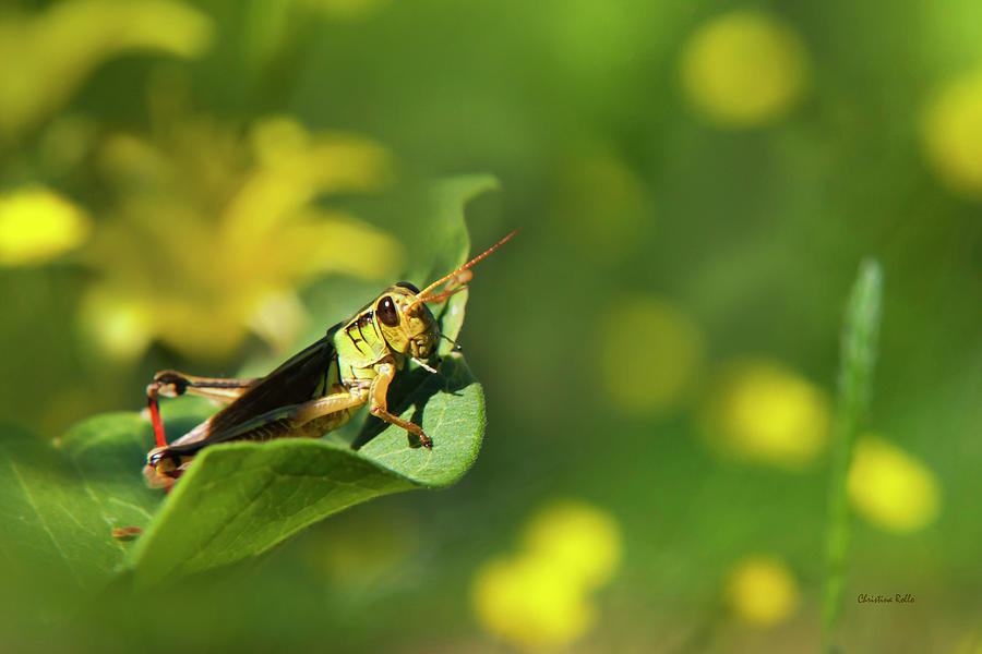 Green Grasshopper Photograph by Christina Rollo