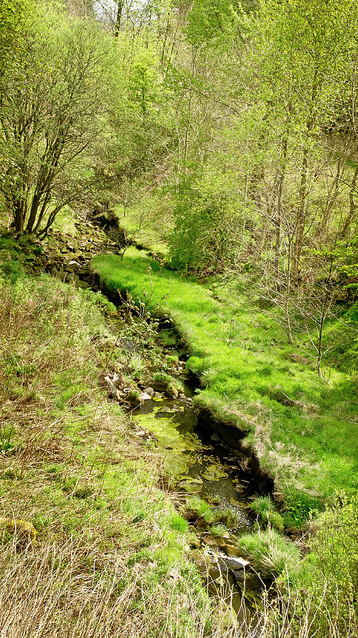 Sunny Hollow With Forest Stream Photograph