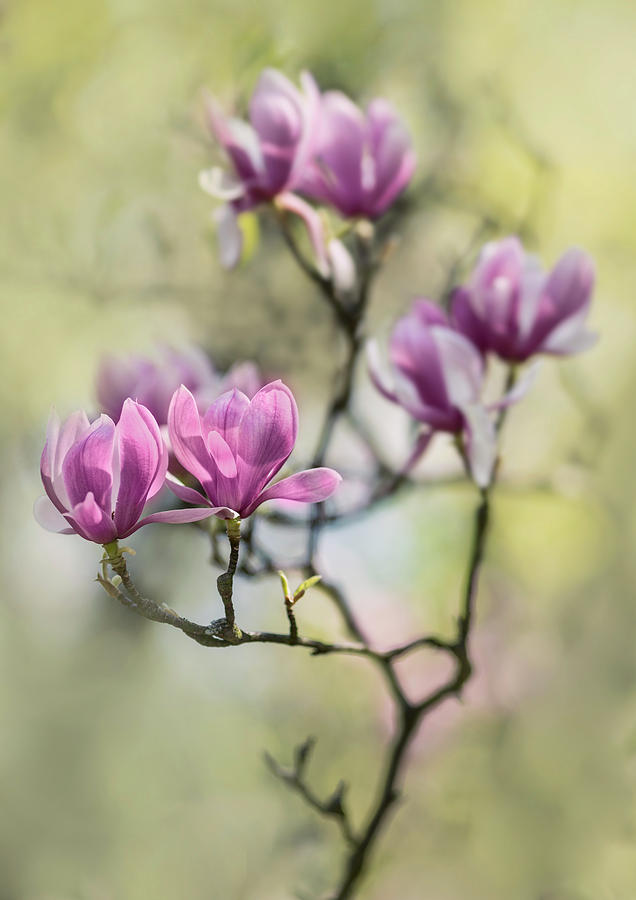 Sunny impression with pink magnolias Photograph by Jaroslaw Blaminsky