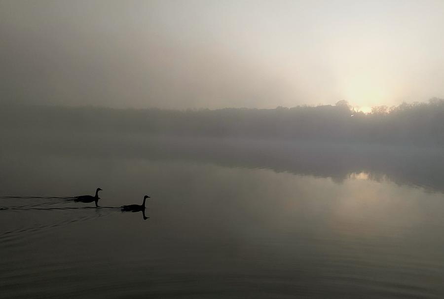 Sunny Lake Fog 2 Photograph by Brad Nellis