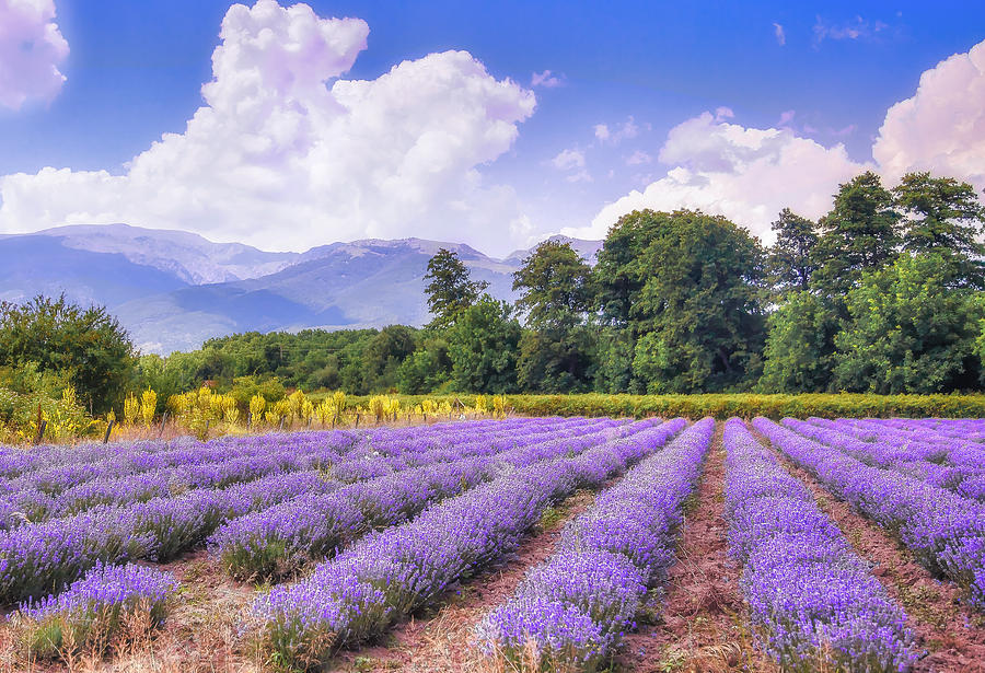 Sunny lavender Photograph by Eti Reid