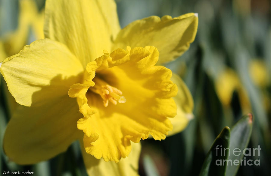 Sunny Narcissus Photograph by Susan Herber
