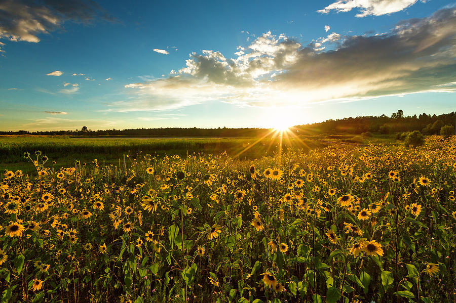 Sunny Night Photograph by CEB Imagery - Fine Art America