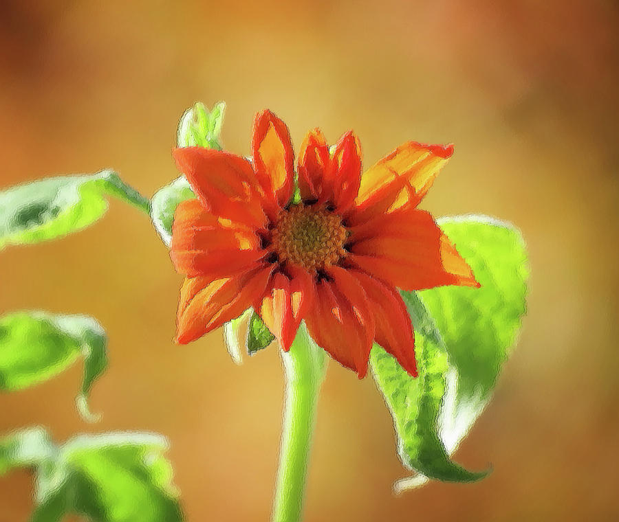Sunny Orange - Mexican Sunflower - Brush Strokes Photograph by MTBobbins Photography