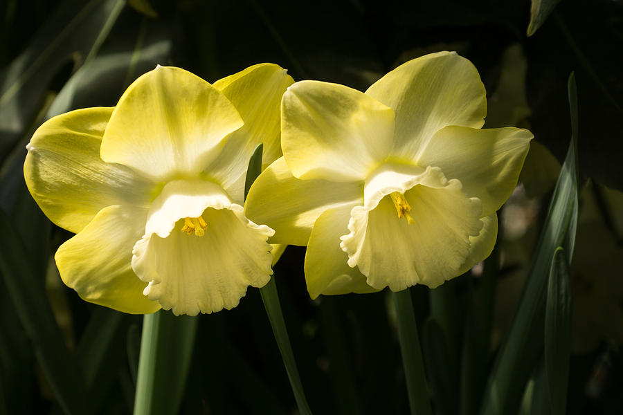 Sunny Pair - Glowing Mellow Yellow Narcissus Blooms Photograph