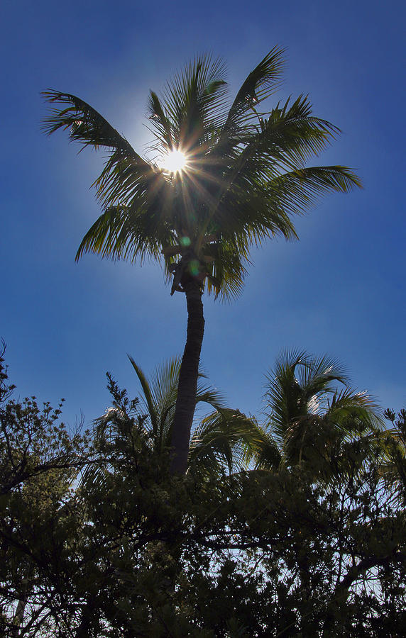 Sunny Palm Photograph by Bob Slitzan