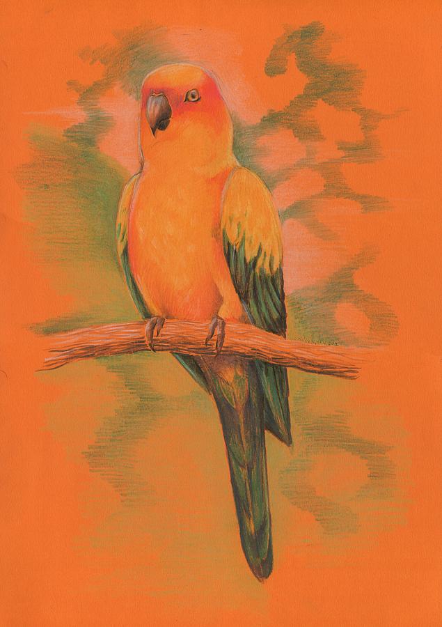 Sunny Parrot Drawing