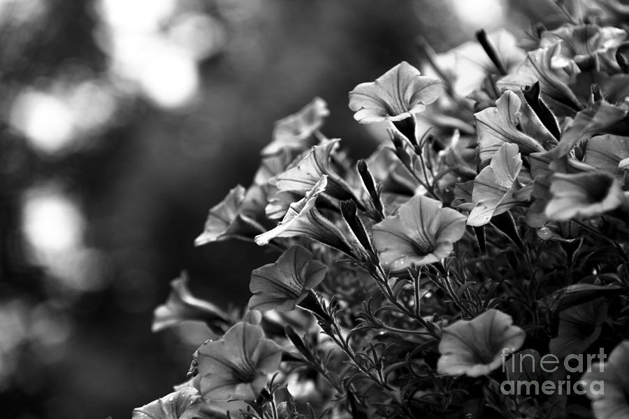 Sunny Petunias 1 Black and White Photograph by Marina McLain