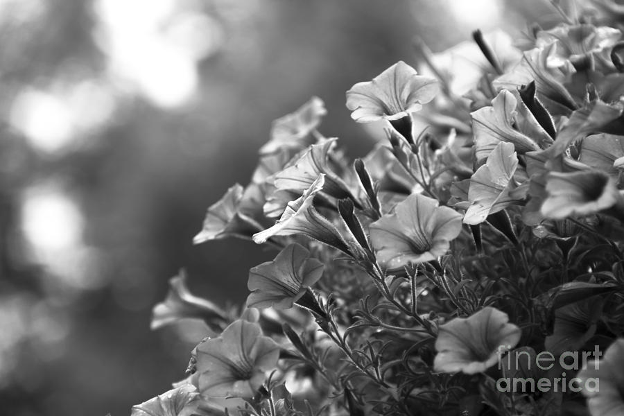 Sunny Petunias 2 Black and White Photograph by Marina McLain