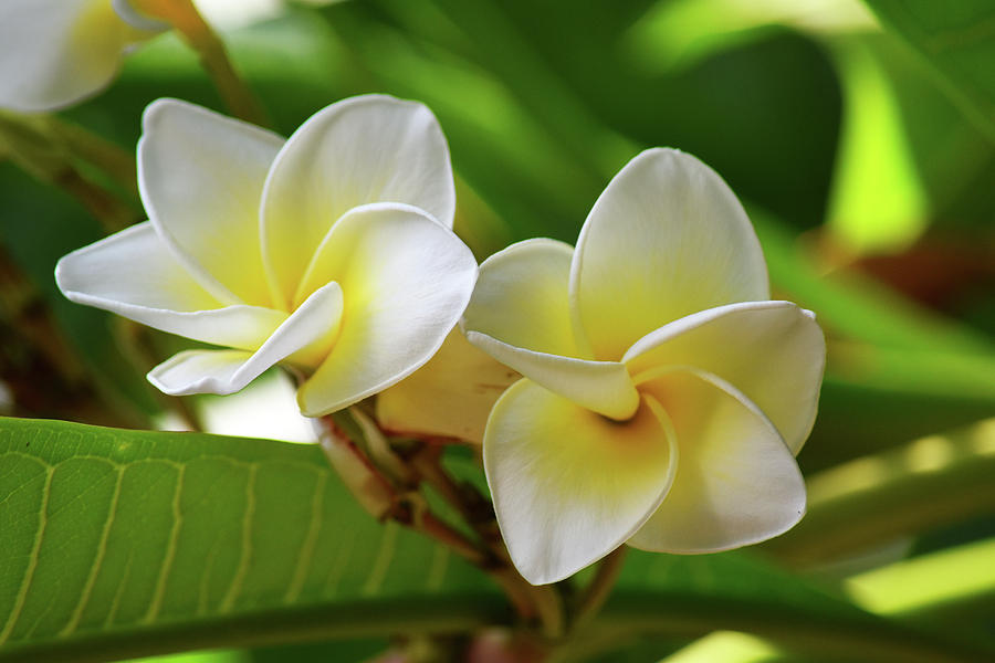 Sunny Plumeria Photograph by Maria Keady - Fine Art America