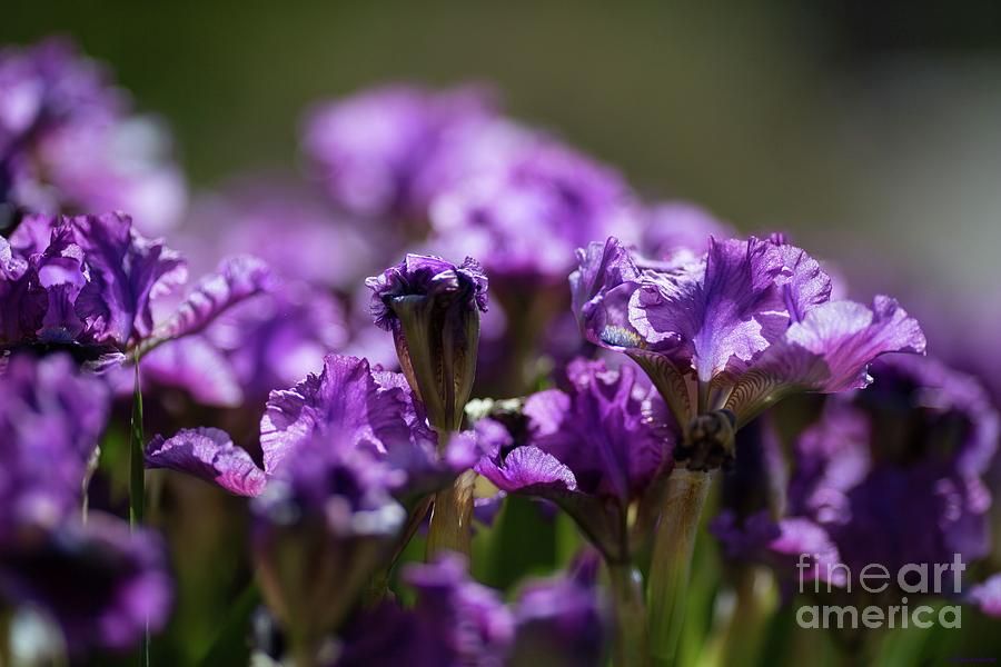 Sunny Purple Irises Photograph by Eva Lechner
