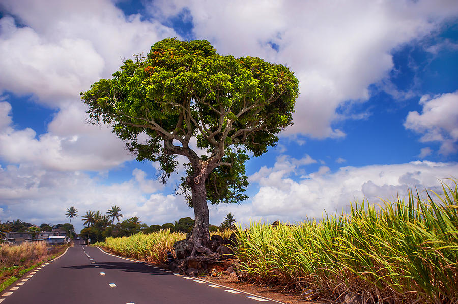 Sunny Road in Mauritius  Photograph by Jenny Rainbow
