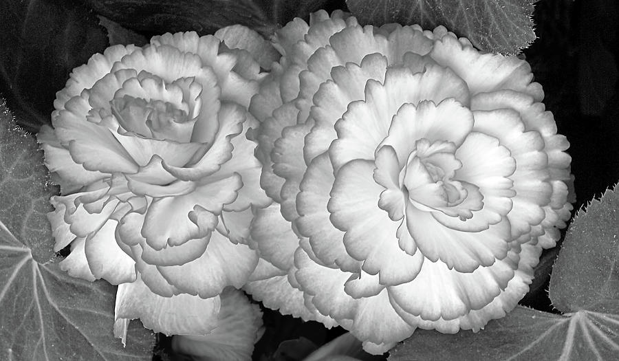 Sunny Side Up - Begonia Black and White H Photograph by Gill Billington