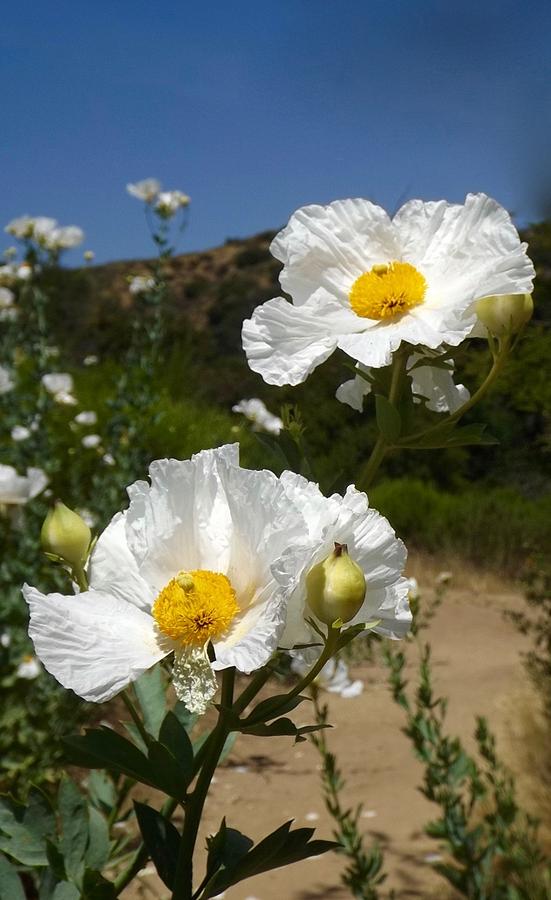Sunny Side Up by My Lens and Eye - Judy Mullan - Sunny Side Up by My Lens and Eye - Judy Mullan -