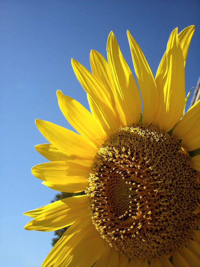 Sunflower Photograph - Sunny Skies by Donna Blackhall