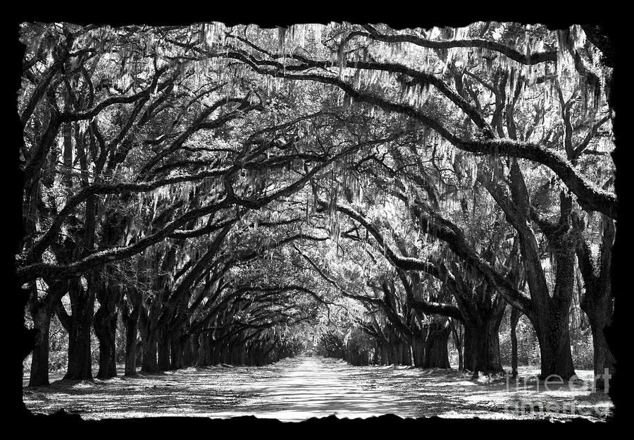 Tree Photograph - Sunny Southern Day - Black and White with Black Border by Carol Groenen