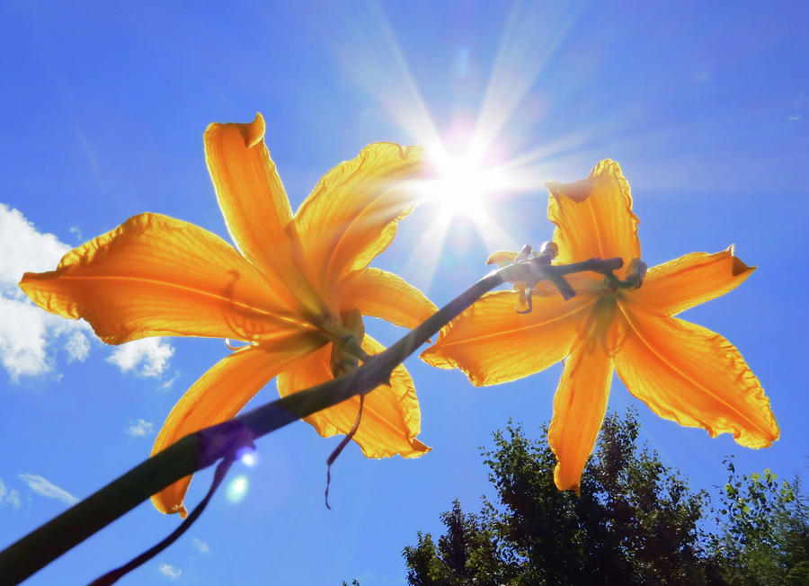 Sunny Spider - Daylily Photograph by MTBobbins Photography