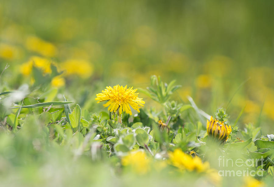 Sunny Spring Dandelion Photograph by Sari ONeal