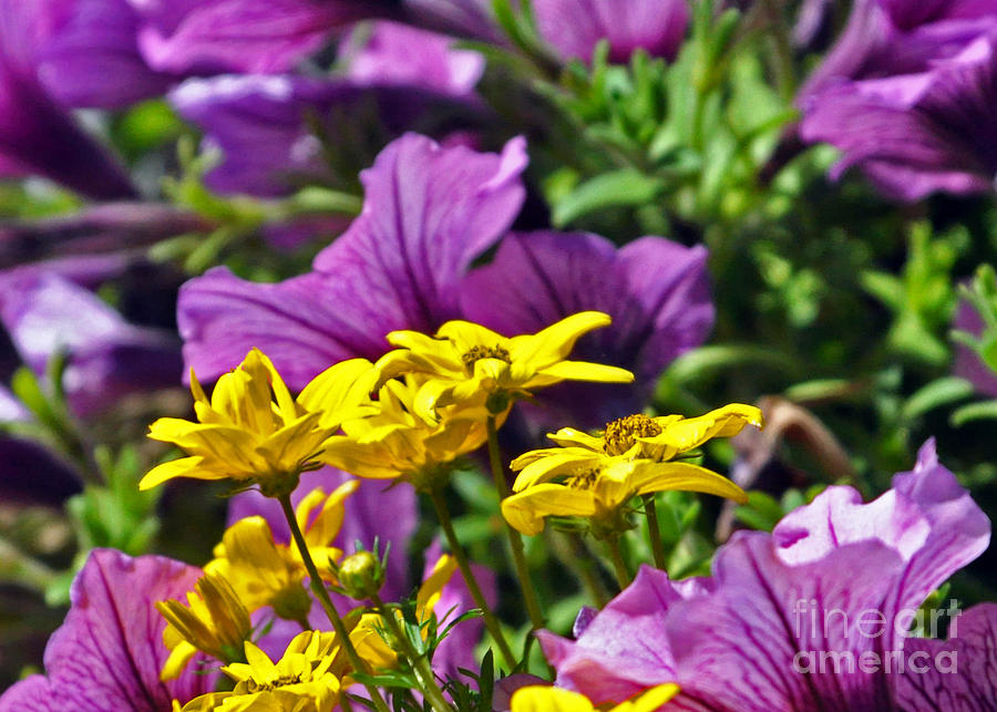 Sunny Spring Flowers Photograph by Lydia Holly
