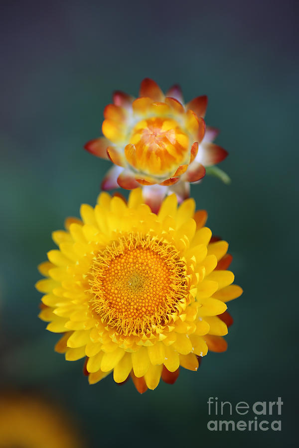 Sunny Strawflowers Photograph by Lara Morrison