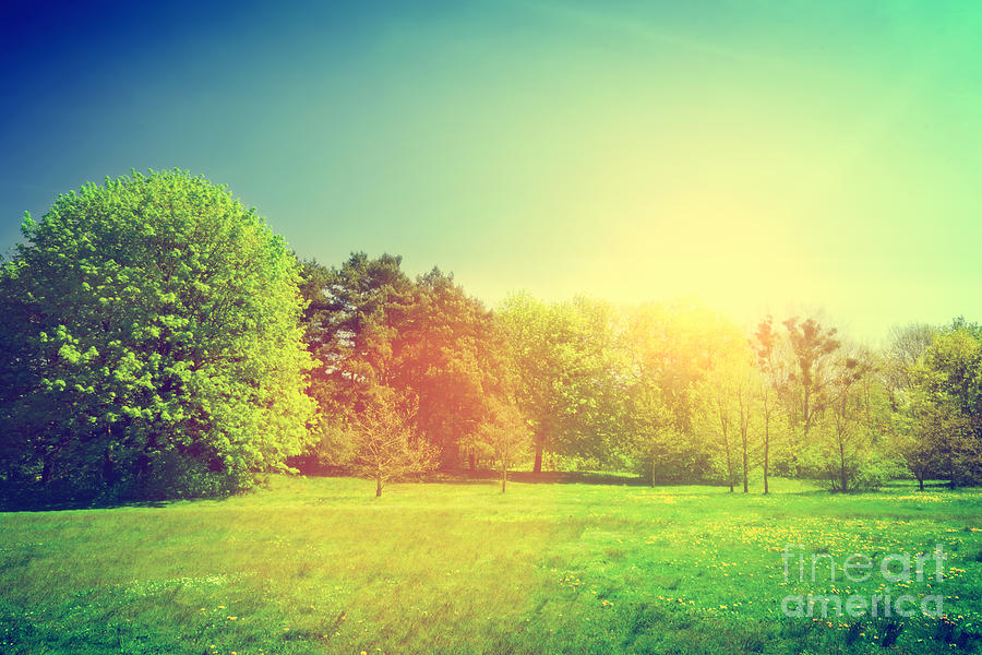 Summer Photograph - Sunny summer green landscape by Michal Bednarek