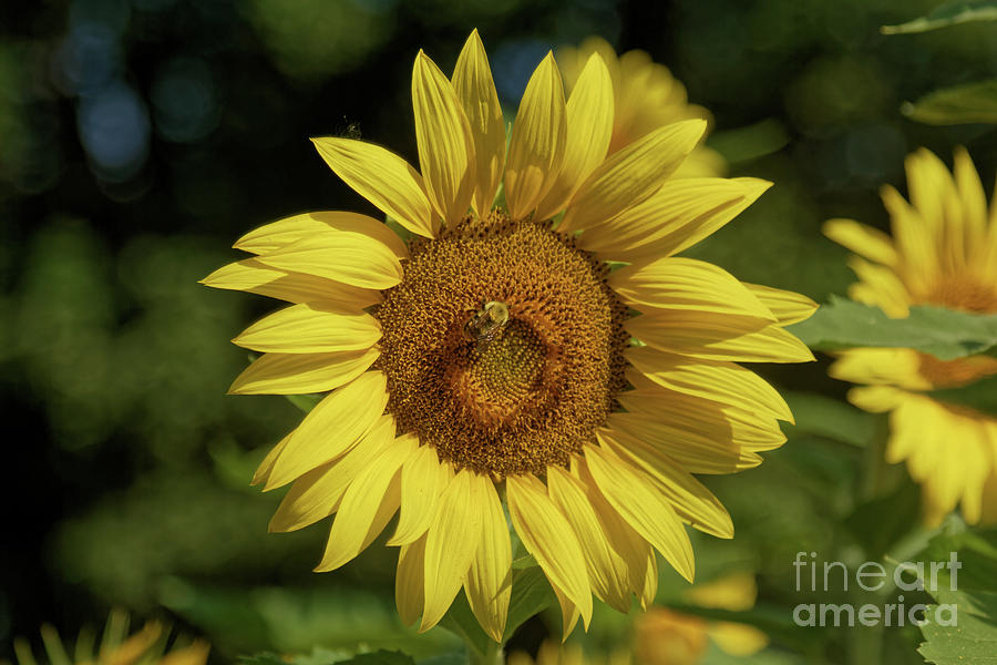 Sunny Sunflower and Friend Photograph by Natural Focal Point Photography