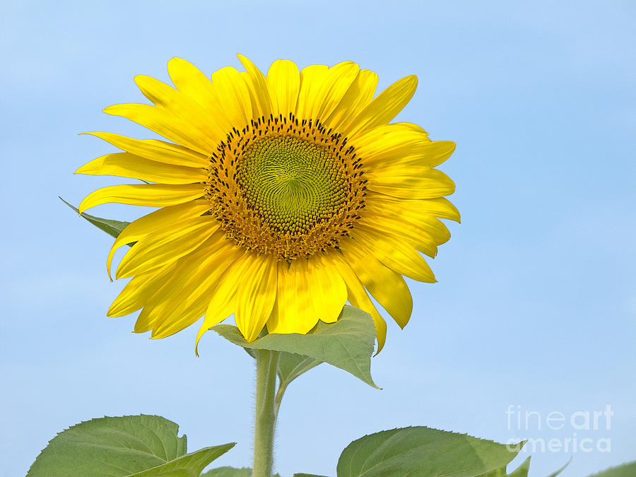 Sunny Sunflower Photograph by Ann Horn