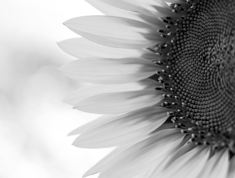 Sunny Sunflower Black and White Photograph by Terry DeLuco