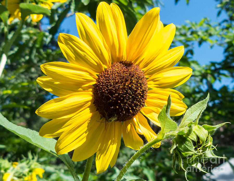 Sunny Sunflower Photograph by Bob and Nancy Kendrick