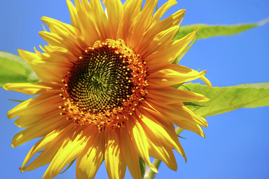 Sunny Sunflower Photograph by Christina Rollo
